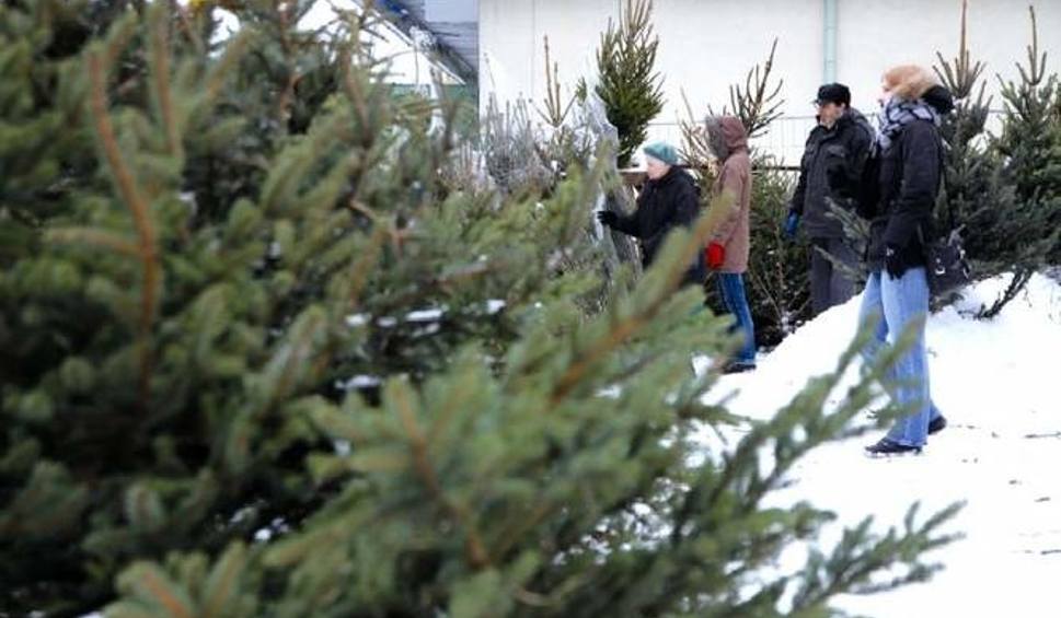 Nowe zasady oddawania drzewek świątecznych